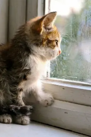 ปกนิยาย [BLACKPINK] {OS} Like the deserts miss the rain