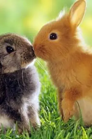 ปกนิยาย Chinchilla ผู้ชายสายแรด