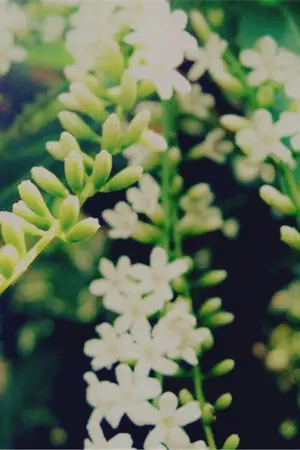 ปกนิยาย (KAIHUN) | บุหงาส่าหรี