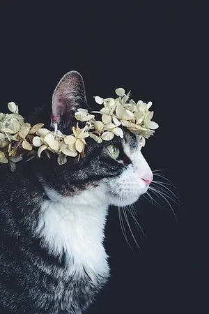 ปกนิยาย THE LITTLE PRINCE | MARKNO