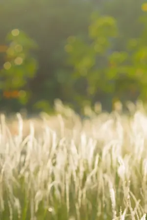 ปกนิยาย The Big Dream Of Kate (เคทกับความฝันที่ยิ่งใหญ่)