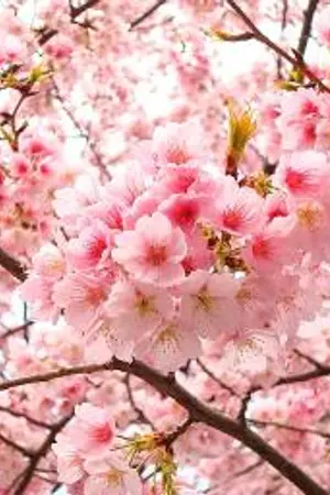 ปกนิยาย GOT7 | YUGBAM : TESAKI [手先]