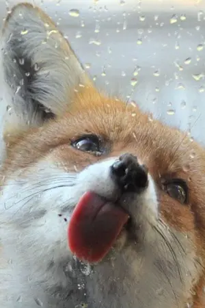 ปกนิยาย Dear Fox จิ้งจอกน้อยที่รัก (jaeten)