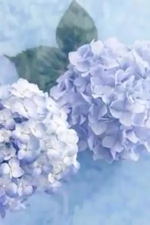 ปกนิยาย [ Fic Kookmin ] Hydrangea , Jungkook