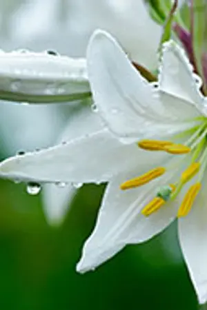 ปกนิยาย { nct x you } White Lilly of them ❀