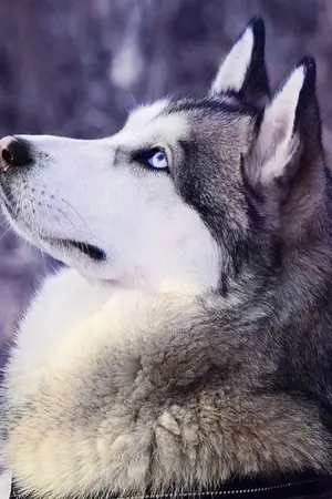 ปกนิยาย Siberian affection หมาเห่าจรวด [Omegaverse] -ซีรี่ย์ สัตว์เลี้ยงแสนรัก-