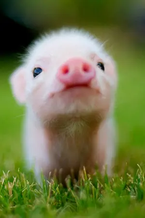 ปกนิยาย Fanfic SOTUS Mini series : เปิดเอ๋ย เปิดตัว