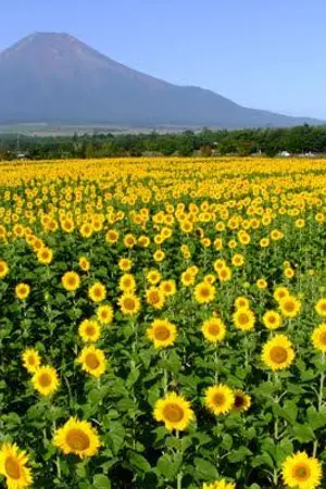 ปกนิยาย Crazy about you #กลร้ายกลายรัก