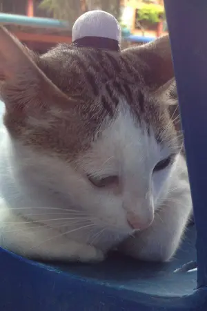 ปกนิยาย ปลากระป๋อง สุดรักสุดหวงของป๋าทศ