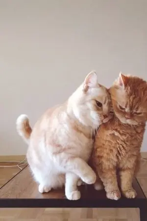 ปกนิยาย BTS : Twin Brothers | Kookv Minv