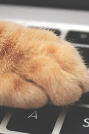 ปกนิยาย นวลจันทร์ สื่อรักหน้าขน