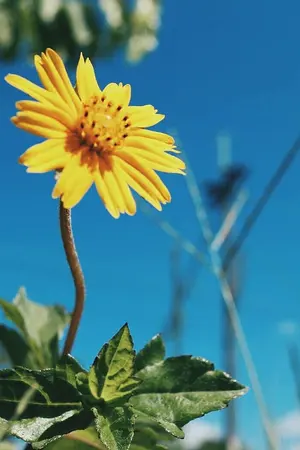 ปกนิยาย Hello! My Boy Jungkook x Lisa Feat.Taehyung x Rosé