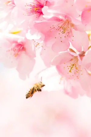 ปกนิยาย Word of Flowers
