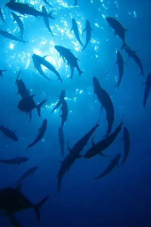 ปกนิยาย [Fic One Piece] The adventure of a lucky girl