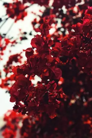 ปกนิยาย [ Fic Naruto ] Demon Fate ชะตารักอสุรา