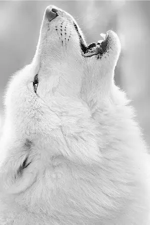 ปกนิยาย SEVENTEEN ❖ Immortal Breed ❖ [Mpreg]