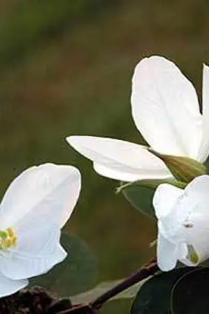 ปกนิยาย ฟ้ารุ่ง