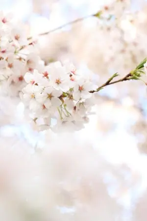 ปกนิยาย (produce101) รั ก เ อ ย - baekhwi ♡