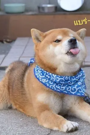 ปกนิยาย ระบบแย่งซีนนางเอก (Yaoi/BL)