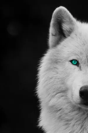 ปกนิยาย เมื่อผมเป็นโอเมก้าที่เขาต้องการ | omegaverse |