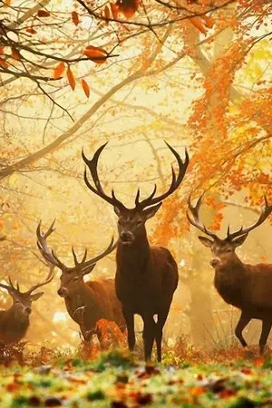 ปกนิยาย ตำนาน ดาบ เเละ กวางป่า