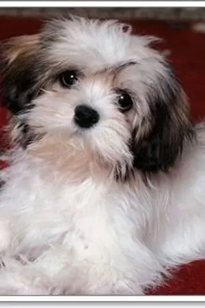 ปกนิยาย รักวุ่นๆ ของคุณชาย (นายขนปุย)