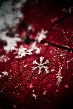 ปกนิยาย [Fic Vampire Twilight] Forever (Yuri/OC)