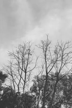 ปกนิยาย [ TWICE ] ยามเย็น #เพลงรักมิแชง