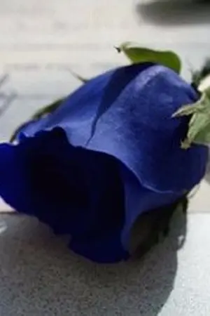 ปกนิยาย เรื่องเมื่อวาน