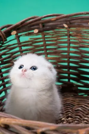 ปกนิยาย Our baby พี่คะ...หนูท้องกับพี่ค่ะ!