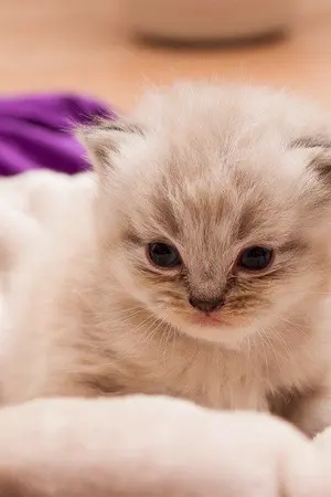 ปกนิยาย ร้อยรักพันรบ (สนพ. Sugar Beat) - รีอัพ