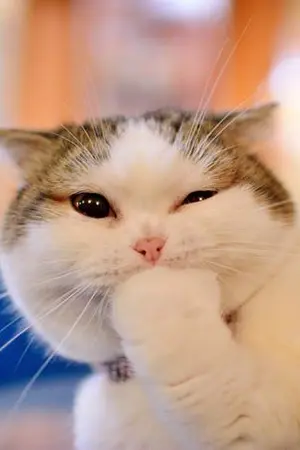 ปกนิยาย ห้องเก็บของสุดหรรษา