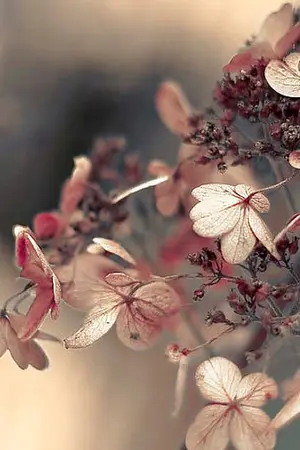 ปกนิยาย [BTS] SF/OS - Ash Pink | AllJin ♡