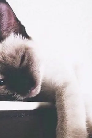 ปกนิยาย [GOT7] THE C.A.T. Café : PERSIAN | BNior / BNyoung