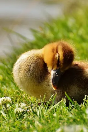 ปกนิยาย เรื่องสั้นในธีมสารพัดสัตว์น่ารัก