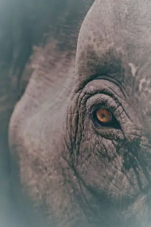 ปกนิยาย เเดนวิปลาส