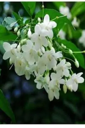 ปกนิยาย ร่มรักดอกโมก