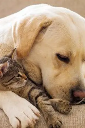 ปกนิยาย คุณเลี้ยงหมาผมเลี้ยงแมว [Yuwin]