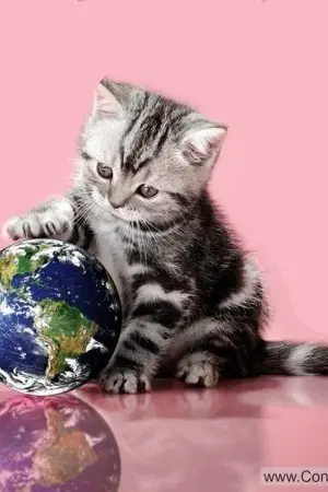 ปกนิยาย แมวจะครองโลก🌍🐱