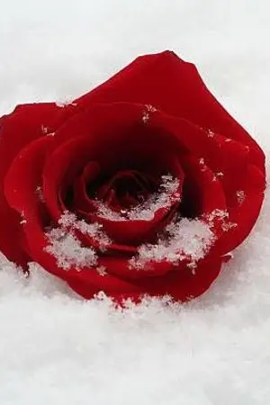 ปกนิยาย [Fantasy,BL] โชคชะตาเฮงซวยนั่นน่ะ ข้าจะทำลายมันเอง #มาทำลายโชคชะตาพระเอกกัน