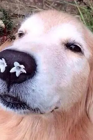 ปกนิยาย Master and C #มาสเตอร์กับซี (chanbaek)