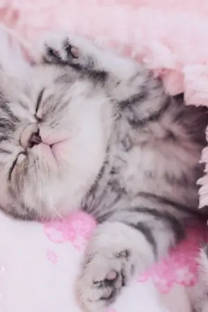 ปกนิยาย [iKON x BLACKPINK] ยัยแสบตัวร้ายกับนายหน้าหิน (Hanlice)