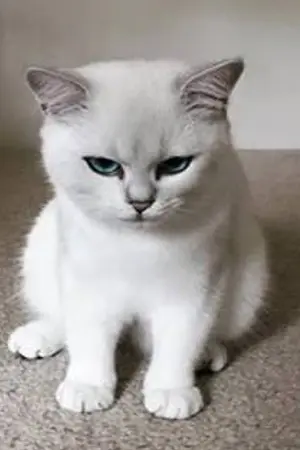 ปกนิยาย จะบ้าตาย ข้ากลายเป็น...แมว