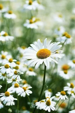 ปกนิยาย FIC NCT | Flower's Diary (Ten)