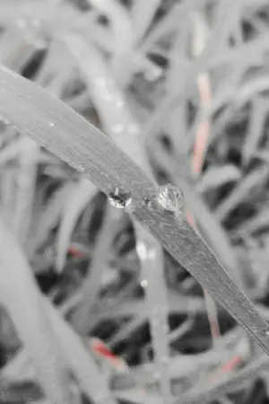 ปกนิยาย The witch เจ้าหญิงในเทพนิยาย