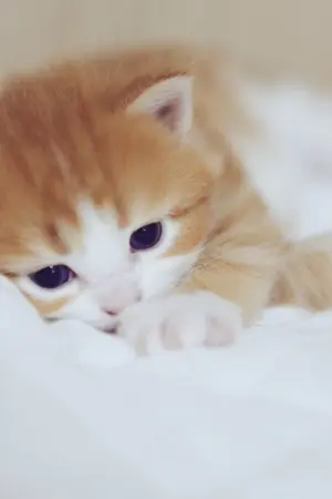 ปกนิยาย เรื่องสั้นแห่งรัก [Love the series]