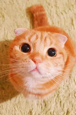 ปกนิยาย ชีวิตเด็กปี 4 (Senior Life)