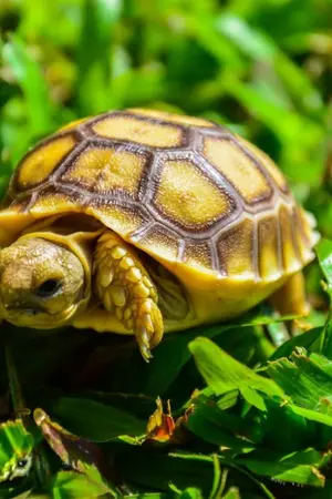 ปกนิยาย the little​ turtle ลูกเต่าในกำมือ