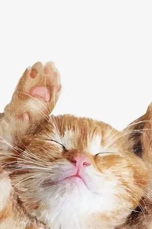 ปกนิยาย ต้นกล้าแมวส่งรัก BL