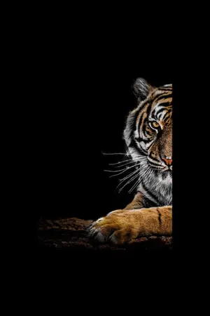 ปกนิยาย เสือที่แปลว่าโจร [YAOI]